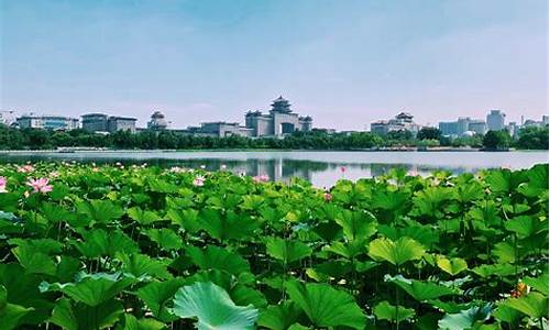 厦门莲花公园附近的住宿_厦门莲花公园附近的住宿酒店